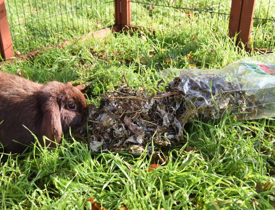grünhopper framboise