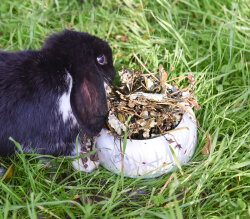 grünhopper framboise 150g