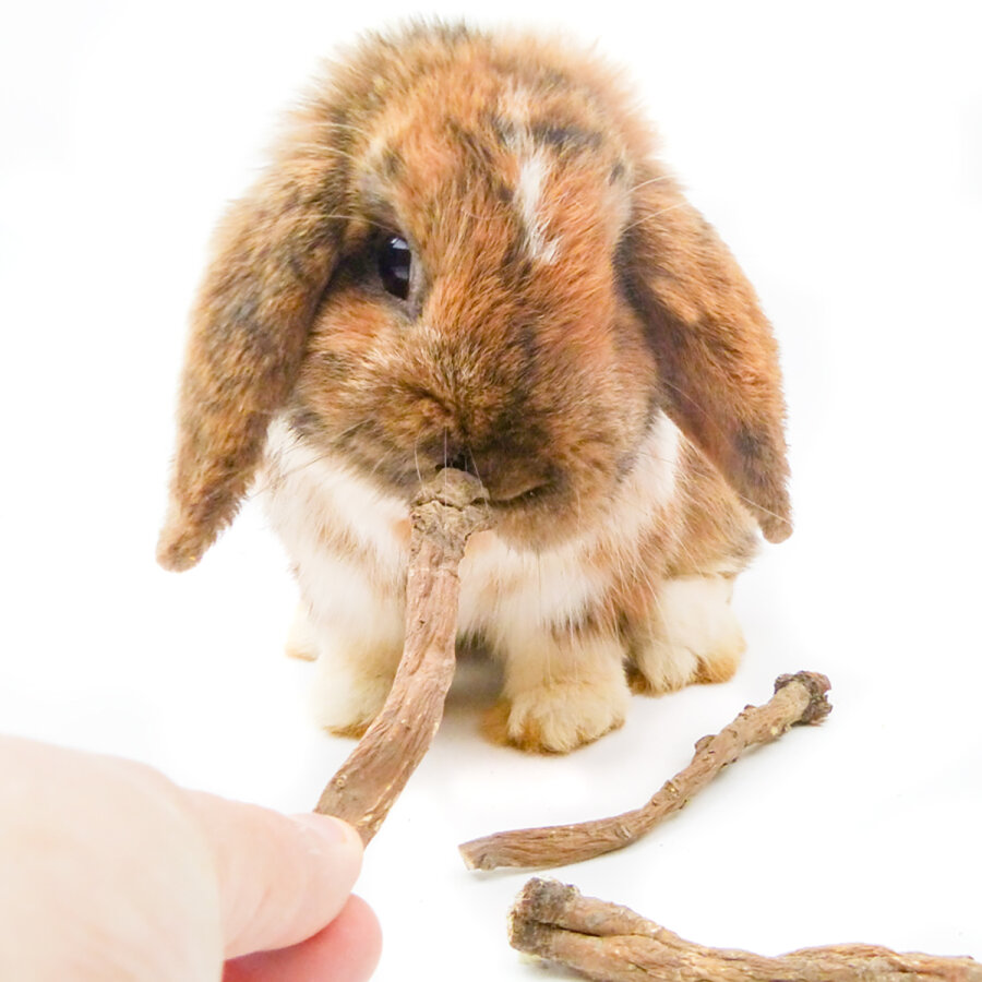 grünhopper Racine de pissenlit