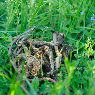 grünhopper Racine de pissenlit