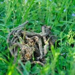 grünhopper Racine de pissenlit