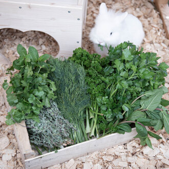 Frischekiste Gartenkräuter