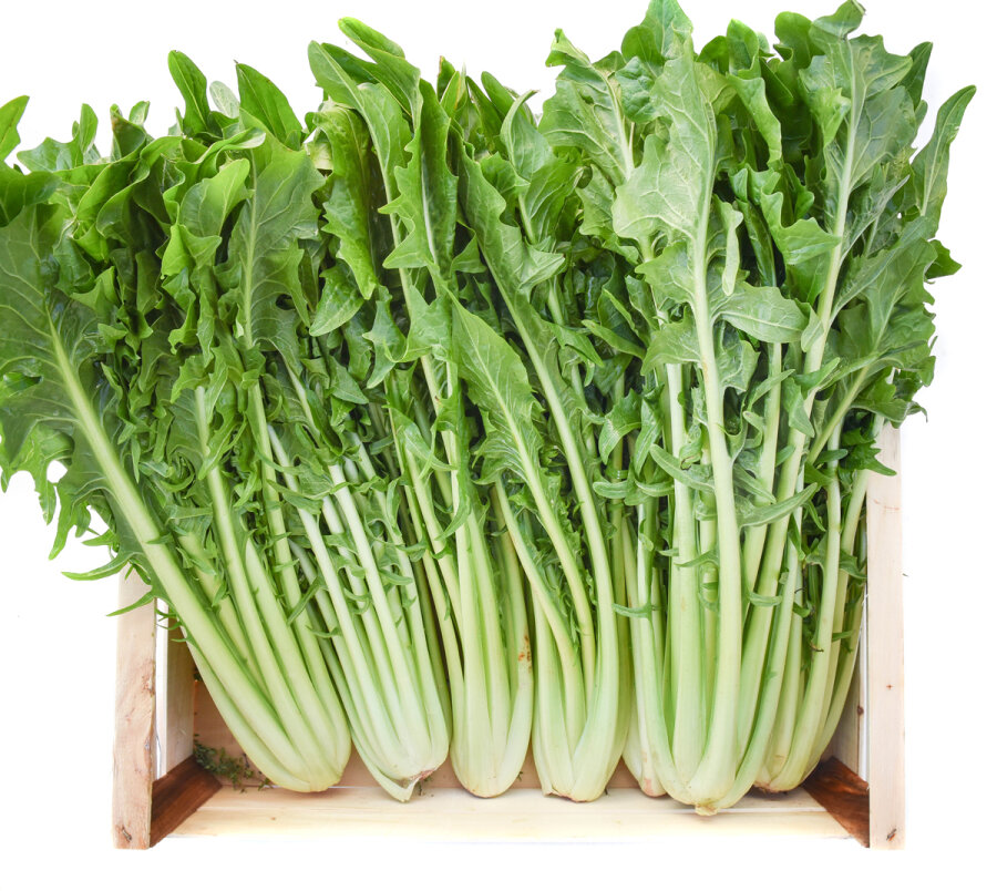 Frischekiste Löwenzahn