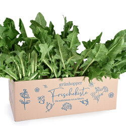 Frischekiste Löwenzahn