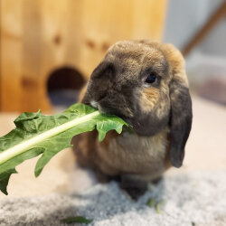 Frischekiste Löwenzahn