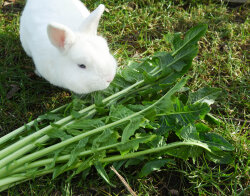 Frischekiste Löwenzahn