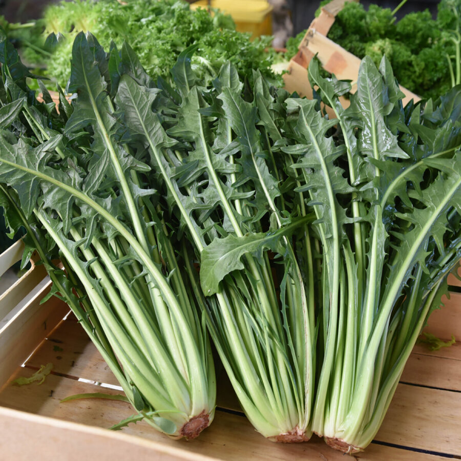 Frischekiste Löwenzahn 1 kg