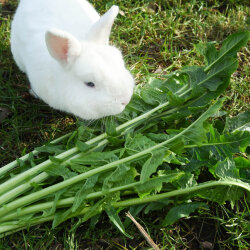 Frischekiste Löwenzahn 1 kg