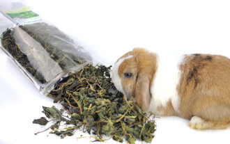 grünhopper Große Ortie