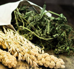 grünhopper Große Ortie