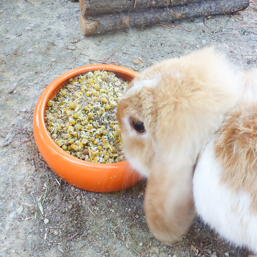 grünhopper Bien-être intestinal