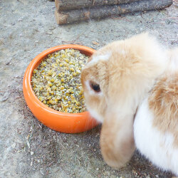 grünhopper Bien-être intestinal