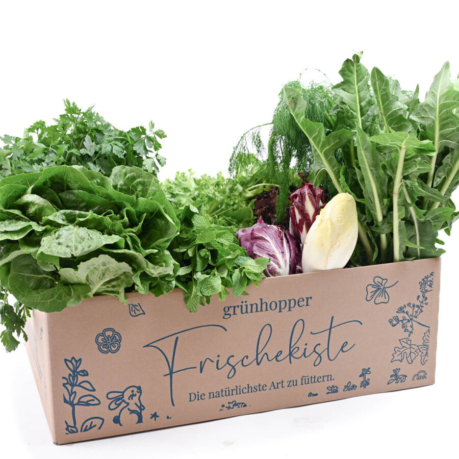 Frischekiste Salat&Kräuter