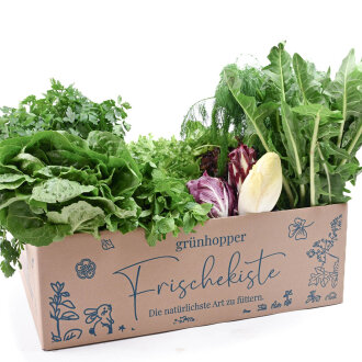 Frischekiste Salat&Kräuter