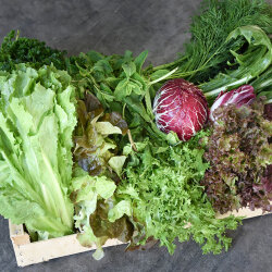 Frischekiste Salat&Kräuter