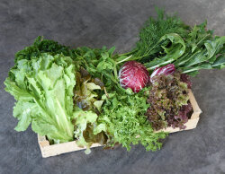 Frischekiste Salat&Kräuter 3 kg