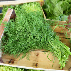Frischekiste Dill