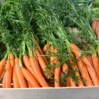 Frischekiste Bund Möhren