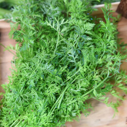 Frischekiste Karottengrün