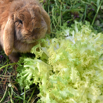 Frischekiste Frisee Salat