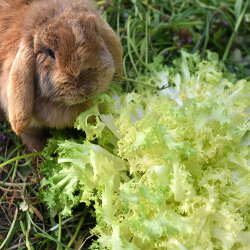 Frischekiste Frisee Salat