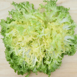 Frischekiste Frisee Salat