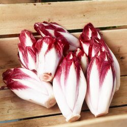 Frischekiste ROTER Chicoree