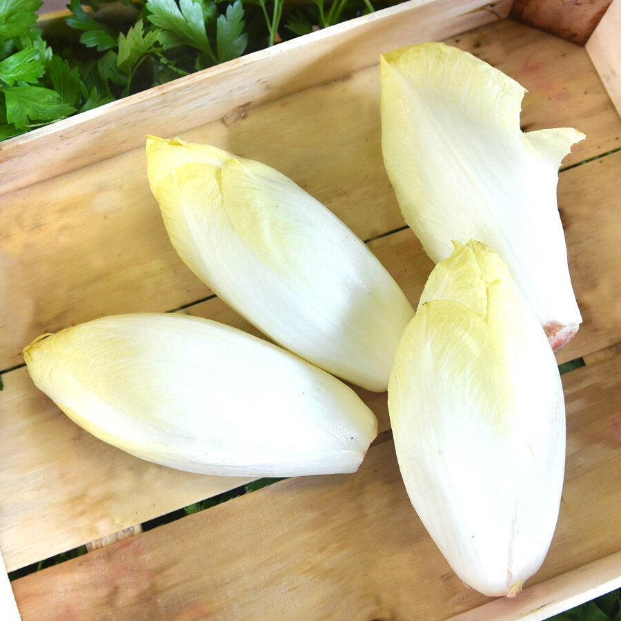 Frischekiste Chicoree