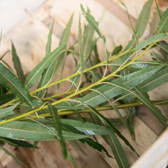 Frischekiste Weidenh&ouml;lzer