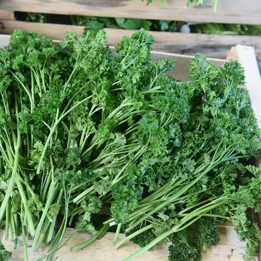 Frischekiste Petersilie glatt/kraus