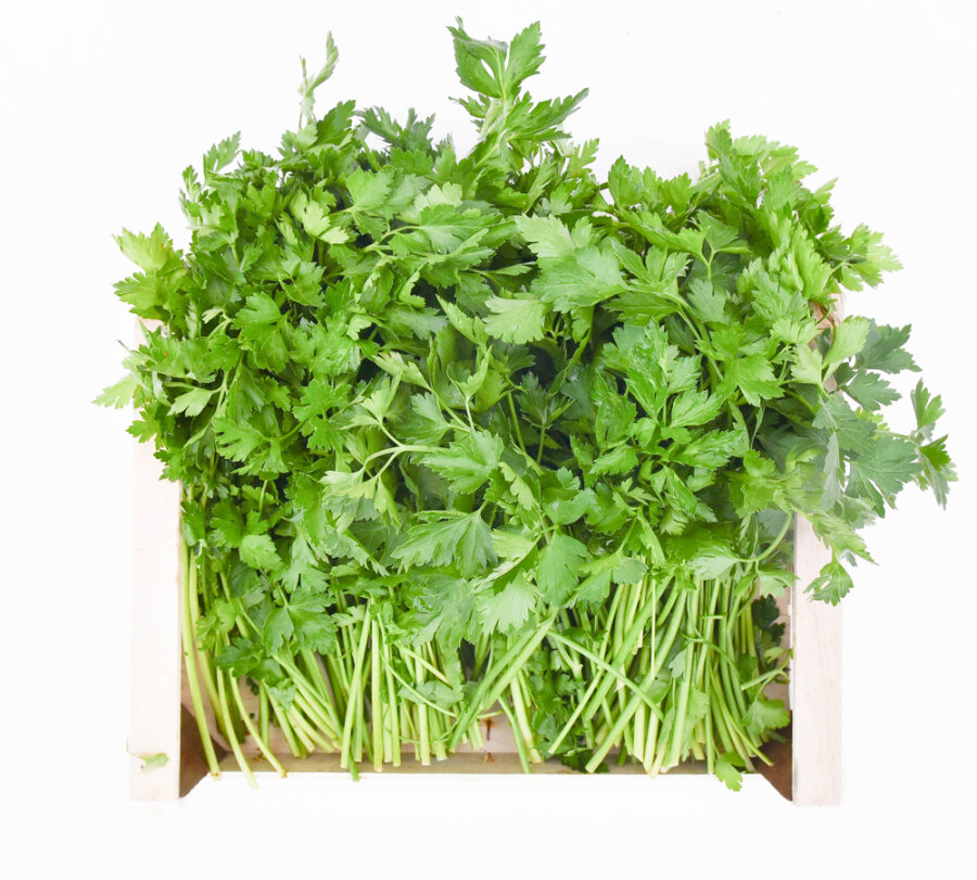 Frischekiste Petersilie glatt/kraus