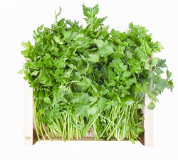 Frischekiste Petersilie glatt/kraus