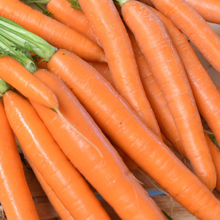 Frischekiste Karotten
