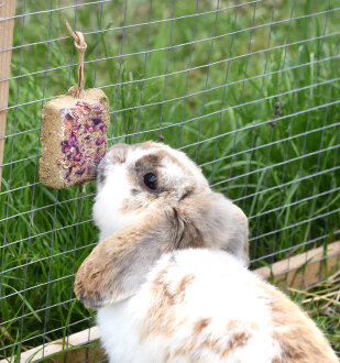 grünhopper Lehmstein