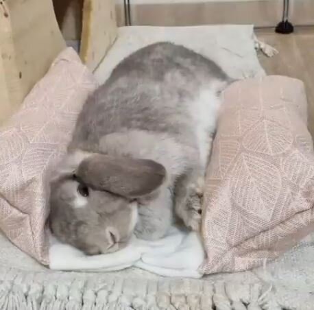 Plumpsi scandi rose gold