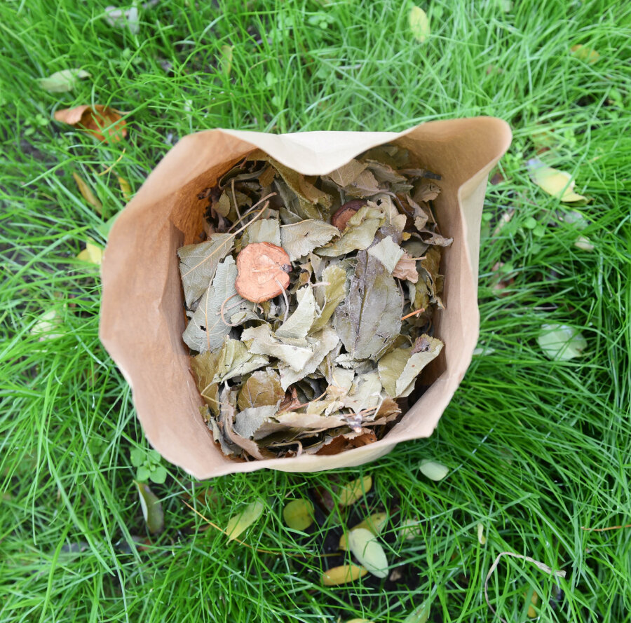 grünhopper pommeernte