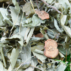 grünhopper pommeernte