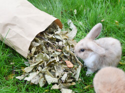 grünhopper pommeernte