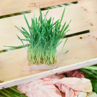 Frischekiste wheat gras