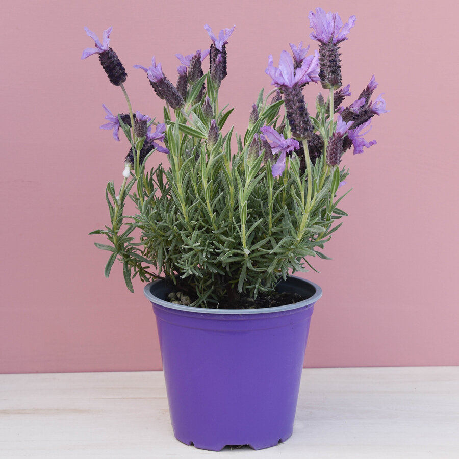 Frischekiste Kräutertöpfe