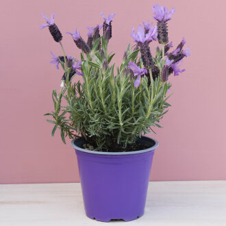 Frischekiste Kräutertöpfe