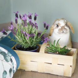 Frischekiste Kräutertöpfe