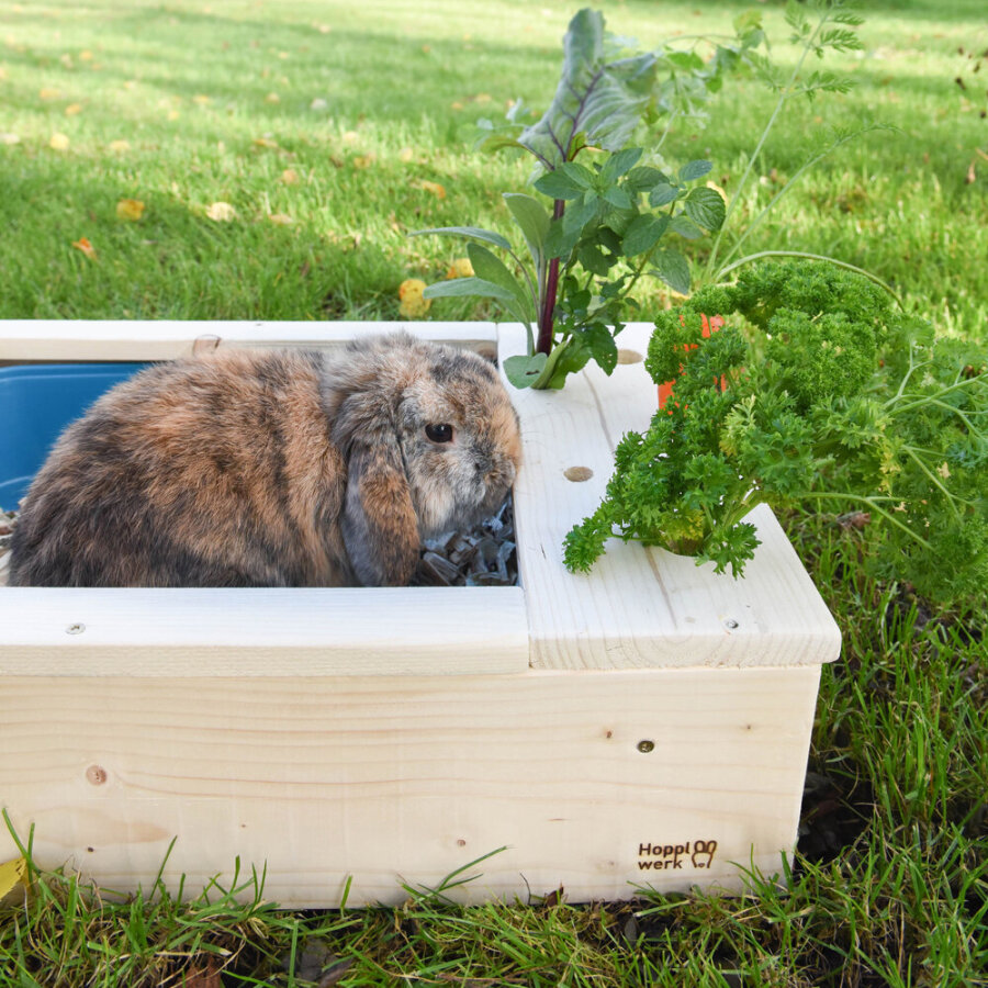Hopplwerk Toilette mit Möhrchenbar