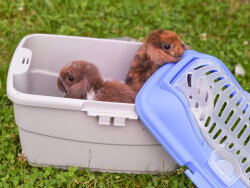 Transportbox Meerschweinchen