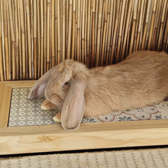 Hopplwerk chill cool