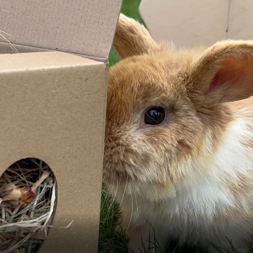 grünhopper Heuwürfel