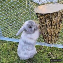 Grünfutterraufe Melissa