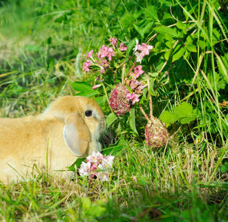 grünhopper Himbeer Loops
