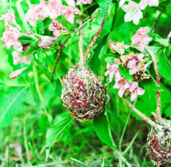 grünhopper Himbeer Loops