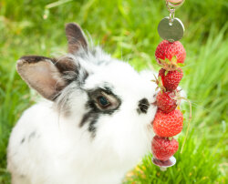 grunhopper Fruchtspieß